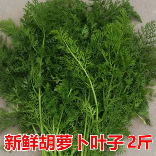 新鲜胡萝卜叶子2斤 胡萝卜樱子整根带杆