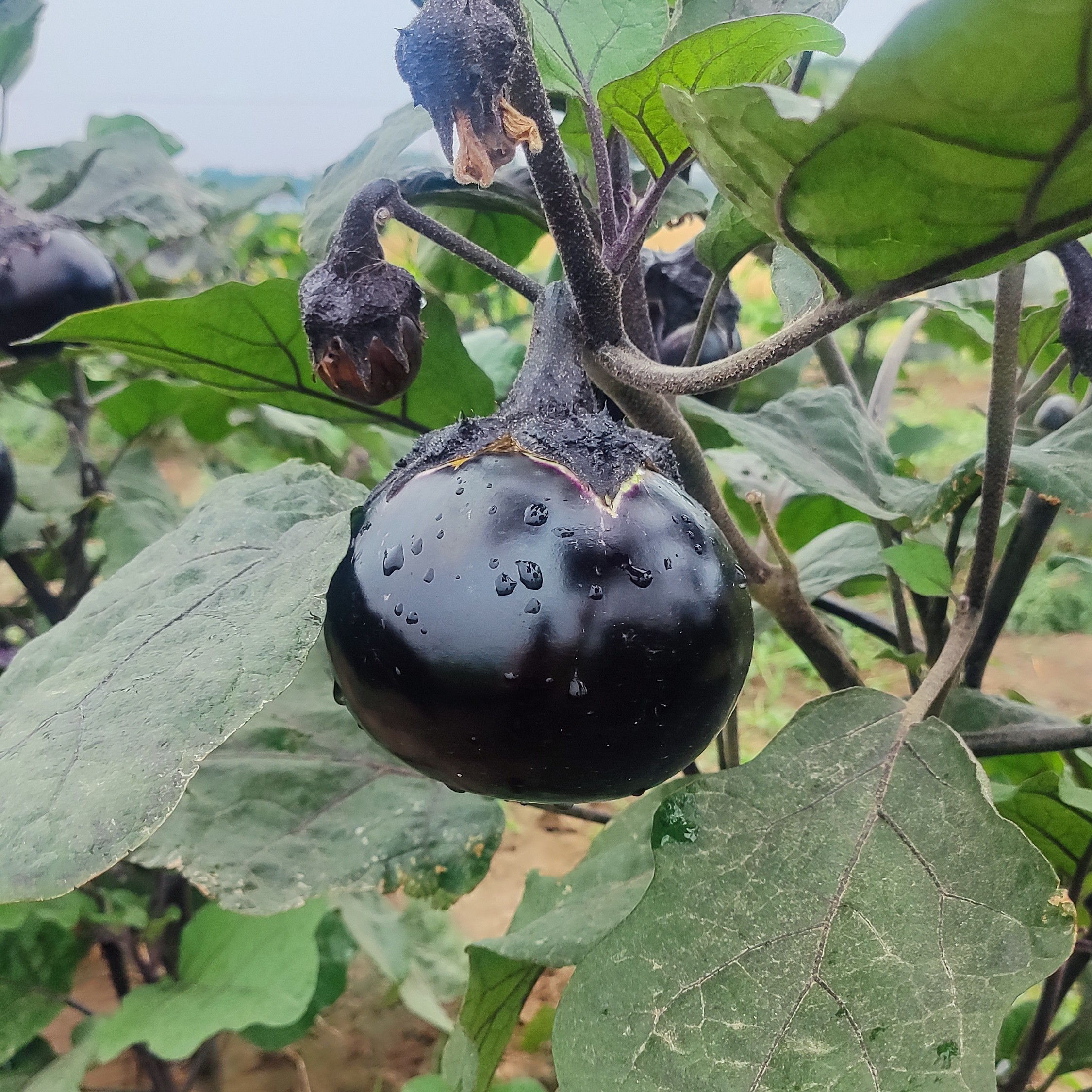 农家小菜园自种紫皮圆茄子 紫皮茄子新鲜 露天蔬菜现摘紫皮圆茄子