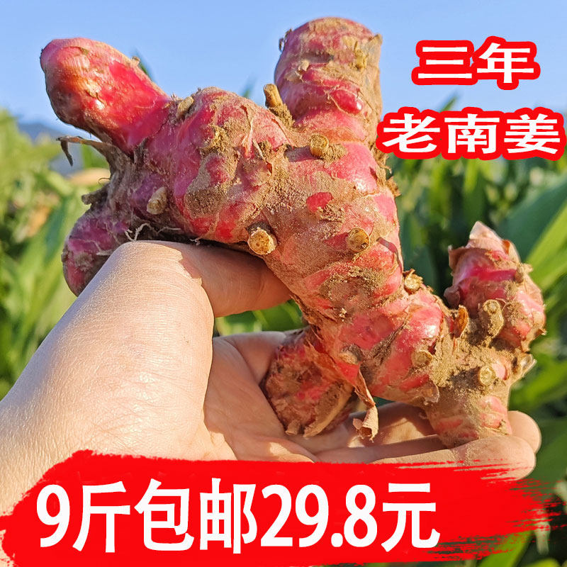 红皮南姜新鲜现挖山姜芦苇姜牛羊肉火锅去膻配料调味潮汕火锅底料
