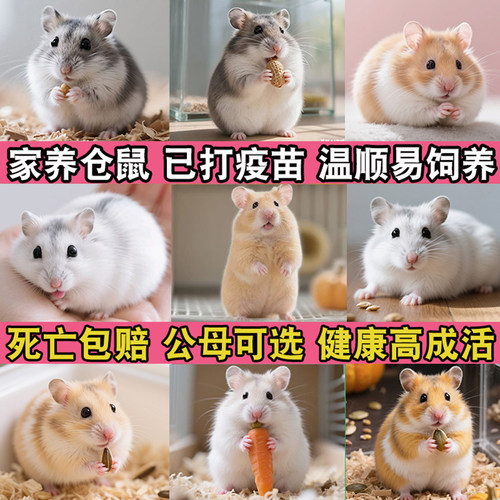 家养金丝熊小仓鼠活物鼠类小宠物