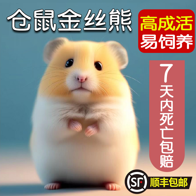 家养金丝熊小仓鼠活物鼠类小宠物