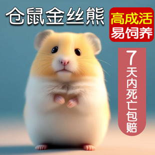不会咬人的小苍仓鼠活物已打疫苗一公一母家养金丝熊宠物活体大型