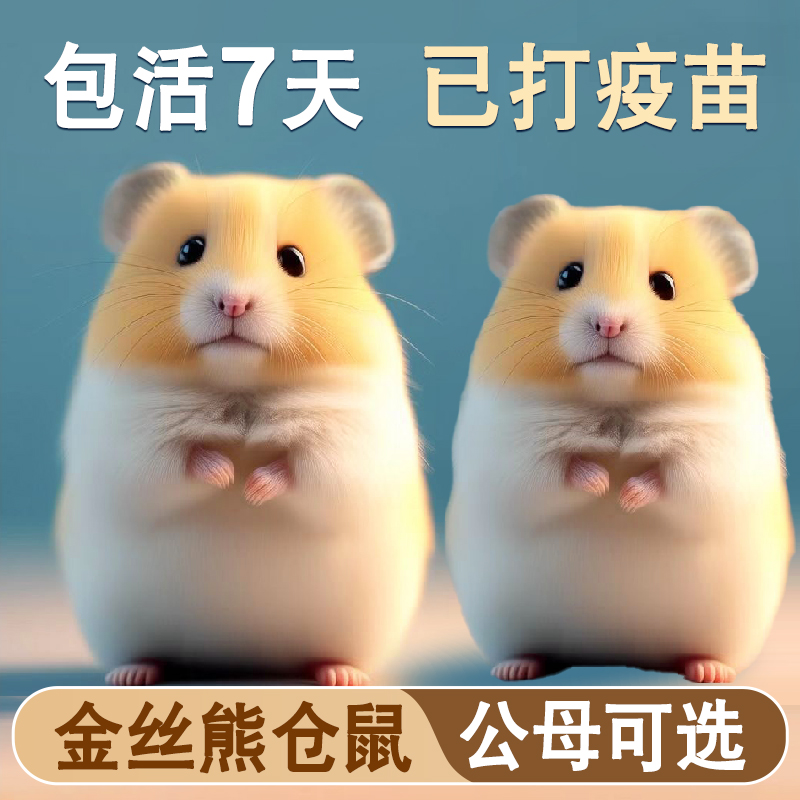 家养金丝熊宠物小仓鼠活物
