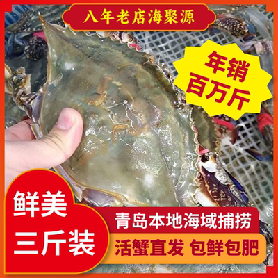梭子蟹3斤特大海蟹梭子蟹