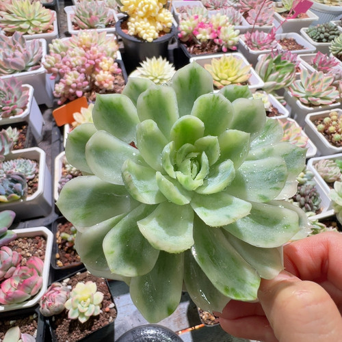 贝瑞锦，白覆轮锦