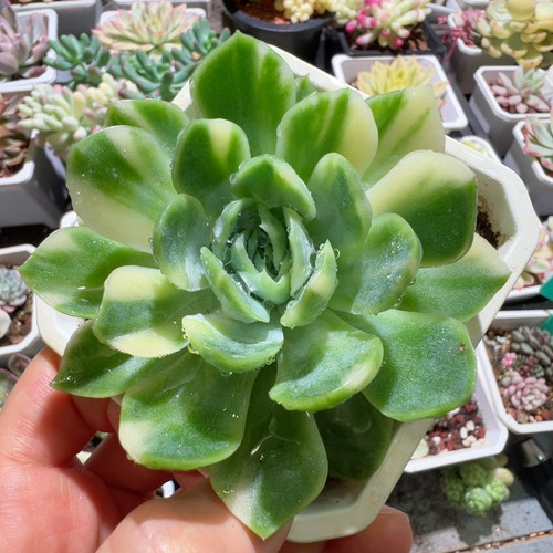 贝瑞锦，白花脸拉丝锦