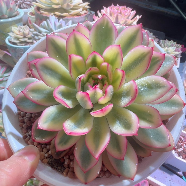 雨燕座锦，覆轮锦大单头