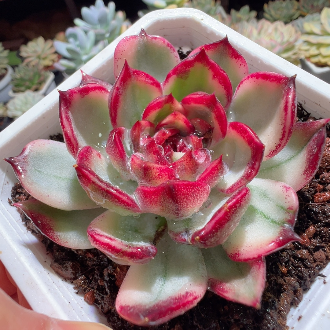 蓝色妖姬锦，覆轮锦多肉植物