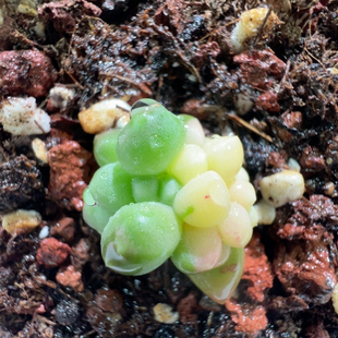 千代田锦，白锦叶插苗