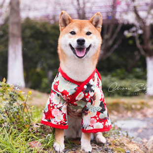 樱花季 / 柴犬和服日系仙鹤浴袍猫咪狗春夏衣服薄款喜庆过年柯基