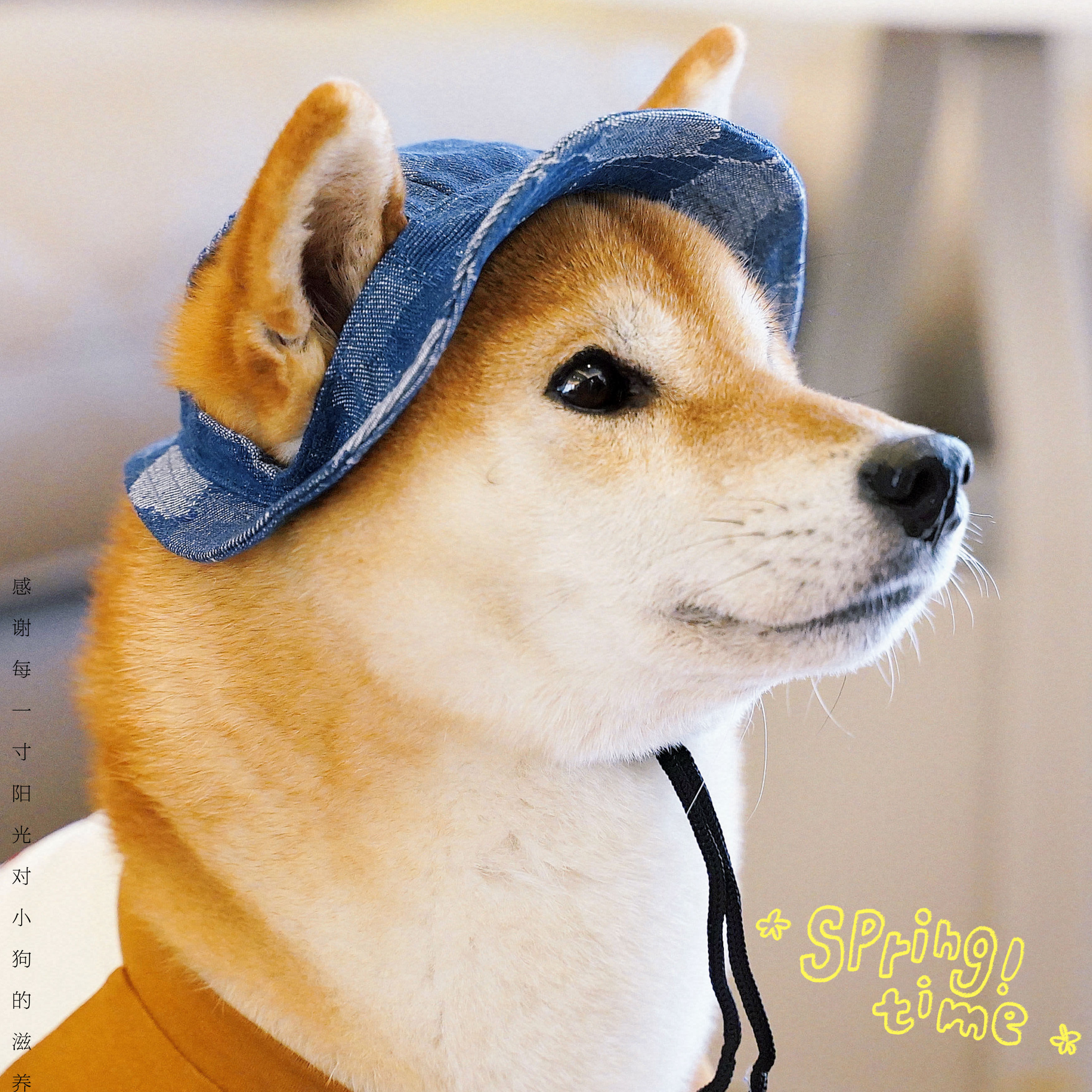 狗狗外出渔夫帽宠物遮阳帽牛仔帽子扎染棉质露耳防晒太阳帽拍照,宠物/宠物食品及用品,帽子,淘宝优惠券,粉丝福利购,淘宝优惠卷