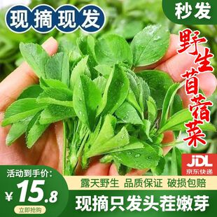 野生苜蓿菜新鲜头茬嫩芽现挖现发火锅野菜时令蔬菜农家嫩芽草头