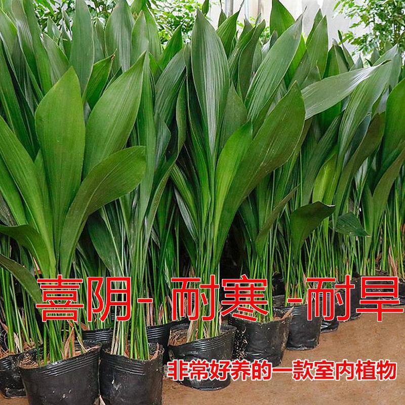 一叶兰清仓室内客厅大型观赏植物冬天耐寒抗冻绿植洗甲醛图片
