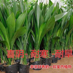 一叶兰清仓室内客厅大型观赏植物冬天耐寒抗冻绿植洗甲醛