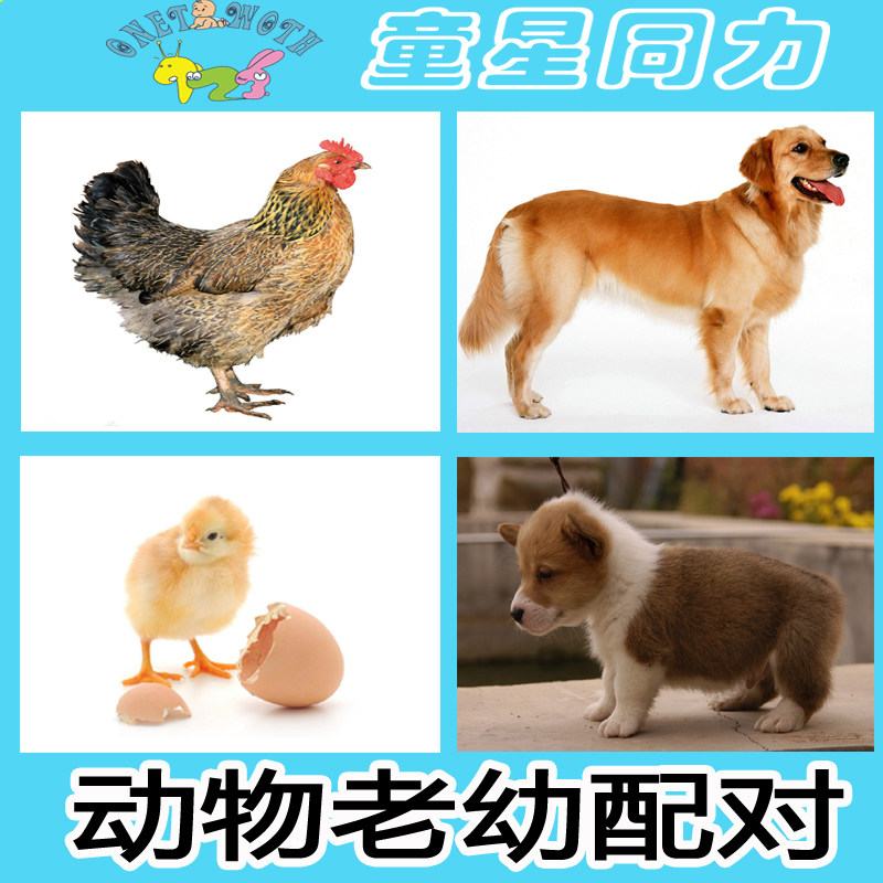 自闭症孤独症ABA教学实操卡片动物老幼卡片儿童康复训练教具