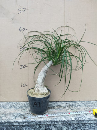 块根酒瓶兰 室内植物 观赏绿植球根 花卉万代兰8-10CM以上大苗