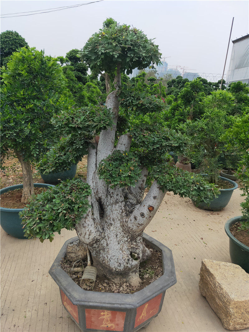老桩榆树盆景朱八戒花园
