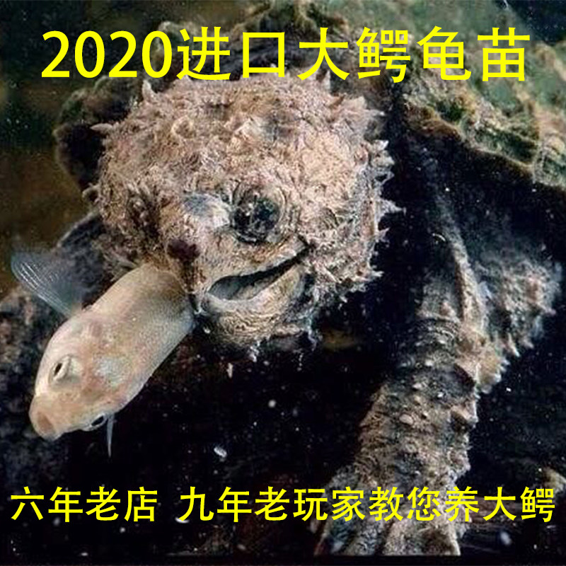 百鳄记进口大鳄龟钓鱼龟宠物观赏龟