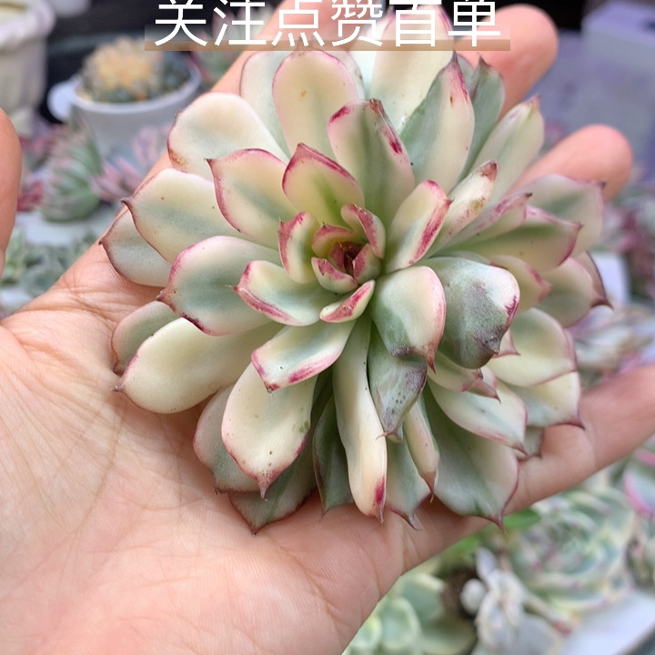 蓝色妖姬锦