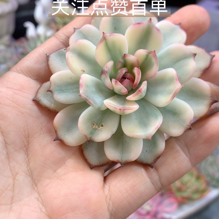 蓝色妖姬锦
