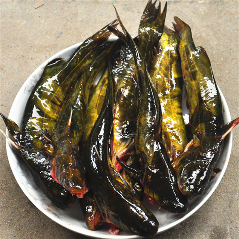 嘎鱼昂刺鱼,昂刺鱼_大山谷图库
