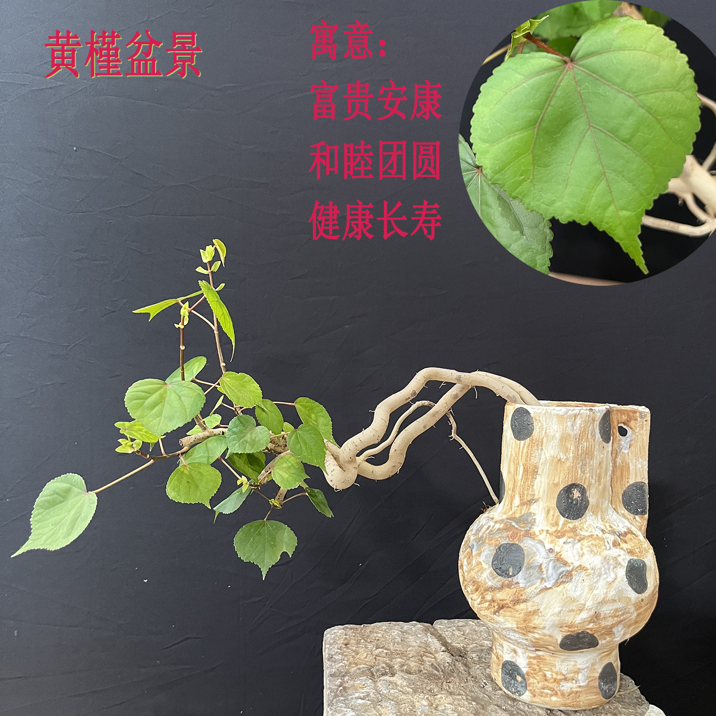 黄槿盆景盆栽好养植物开业送礼