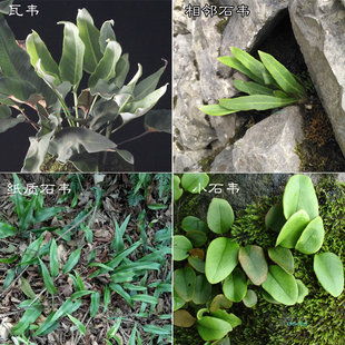 石韦药用植物中药刀口草跌打草小石韦瓦韦纸质相邻石韦可做盆景