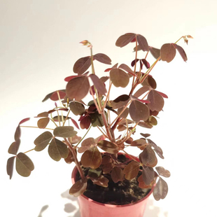 做景假山植物 熔岩酢酱草 彩色三叶草小草本植物喜阴易种配景花卉