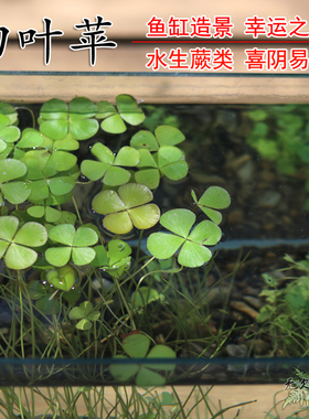 四叶苹田字草 幸运草水生蕨类植物可水培容易种植【2盆更优惠】