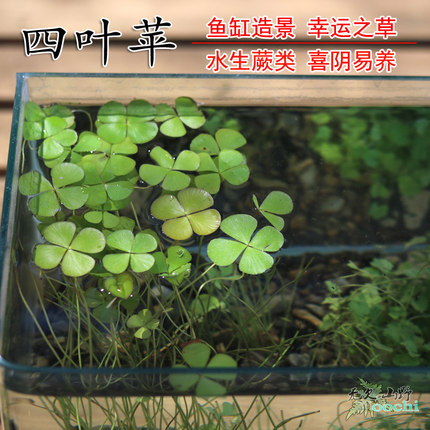 四叶苹田字草 幸运草水生蕨类植物可水培容易种植【2盆更优惠】