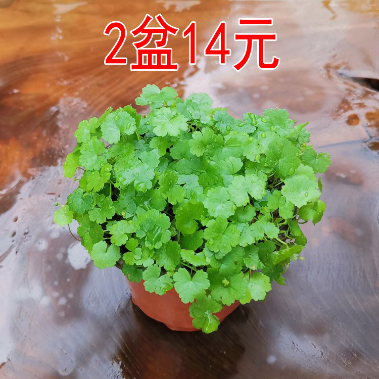 兰花盆面植物仙秀草破铜钱天胡荽喜半阴易种可水培【2盆更优惠】