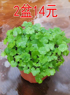 兰花盆面植物仙秀草破铜钱天胡荽喜半阴易种可水培【2盆更优惠】