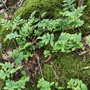 中草药紫柄假瘤蕨喜阴湿环境酸性土可种在假山石缝造景用蕨类植物