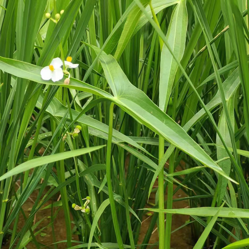新鲜现采野慈菇苗喜阴可水培鱼缸种植水草食药两用植物
