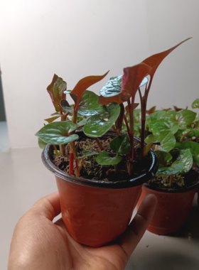 折耳根阳台药食两用带盆栽可摘叶