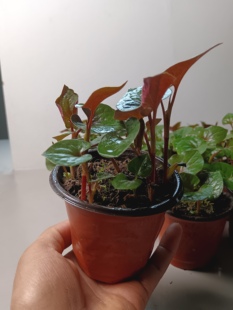 贵州折耳根鱼腥草带盆栽好发货 药食两用植物2-3盆可摘叶做菜