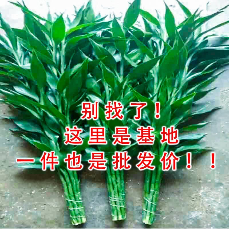 富贵竹水养基地直销水培植物净化空气绿植盆景无根四季水养插包邮