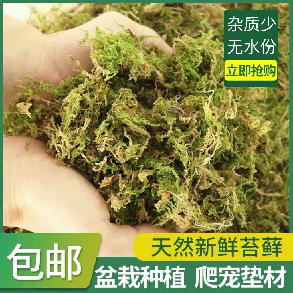 优质鲜活干苔藓兰花蝴蝶兰种植铁皮石斛专用营养土爬宠用包邮观景 鲜花速递/花卉仿真/绿植园艺 介质/营养土 原图主图