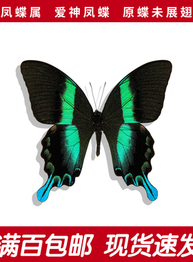 爱神凤蝶A1/A-未展翅印尼真蝴蝶标本进口绿色原蝶 Papilio Blumei