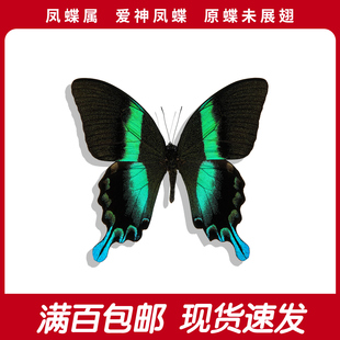 爱神凤蝶A1/A-未展翅印尼真蝴蝶标本进口绿色原蝶 Papilio Blumei
