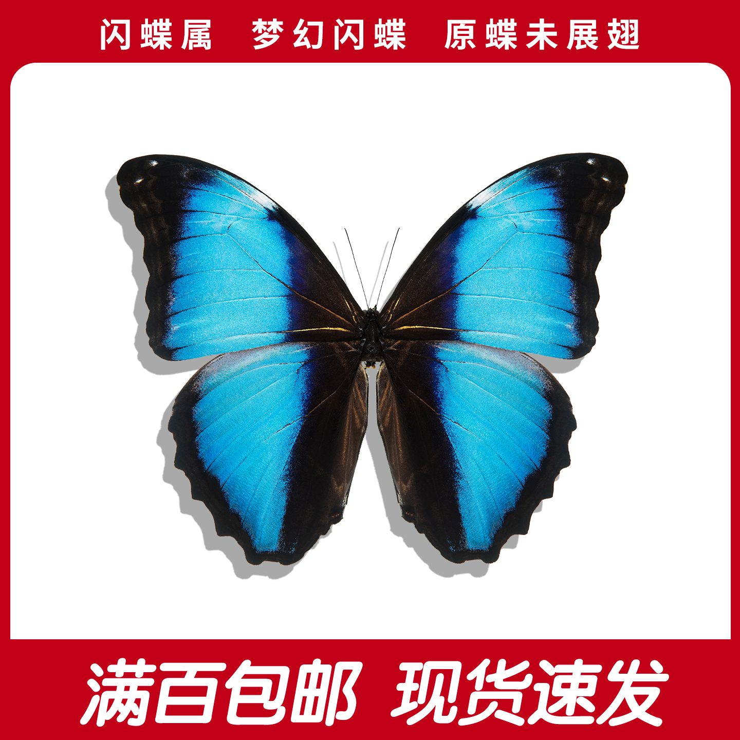 梦幻闪蝶雄A1/A-原蝶未展翅蝴蝶标本蓝色闪蝶科普教育diy手工自然