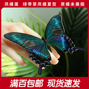 绿带翠凤蝶夏型A1/A-原蝶真蝴蝶标本未展翅手工DIY制作自然科普