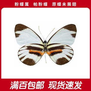 帕粉蝶A1/A-原蝶未展翅真蝴蝶标本diy手工材料装饰画线下学生教育