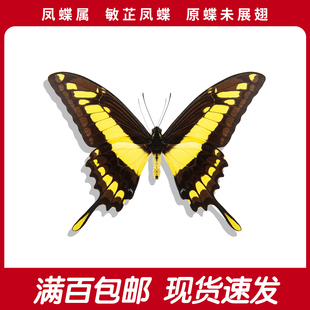 敏芷凤蝶原蝶A1/A-国外进口真大蝴蝶标本收藏教学科普DIY手作标本