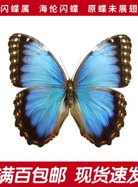 海伦闪蝶A1/A-原蝶未展翅 蓝色闪蝶干制蝴蝶标本未展翅原蝶成品