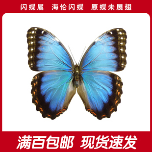 海伦闪蝶A1/A-原蝶未展翅 蓝色闪蝶干制蝴蝶标本未展翅原蝶成品