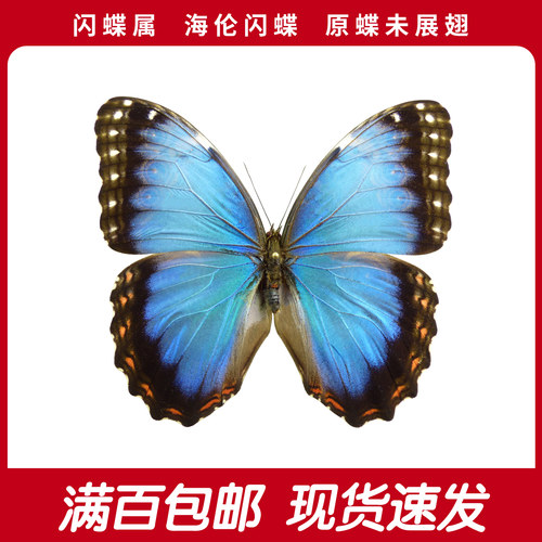 海伦闪蝶A1/A-原蝶未展翅 蓝色闪蝶干制蝴蝶标本未展翅原蝶成品