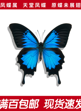 天堂凤蝶A1/A-未展翅原蝶蓝色真蝴蝶标本学生认知手工diy创意礼