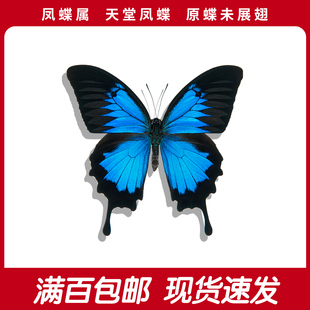 天堂凤蝶A1/A-未展翅原蝶蓝色真蝴蝶标本学生认知手工diy创意礼
