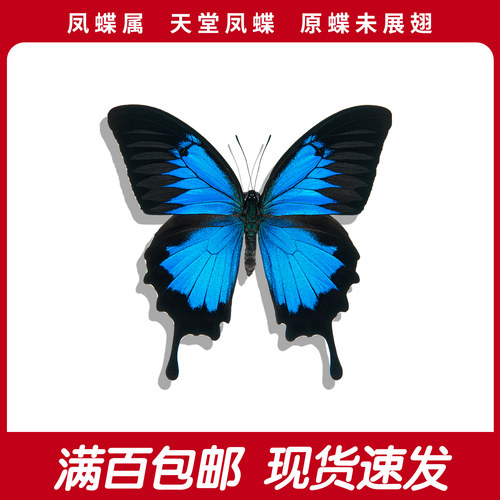 天堂凤蝶A1/A-未展翅原蝶蓝色真蝴蝶标本学生认知手工diy创意礼